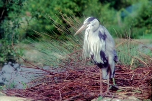 Zilverreiger02