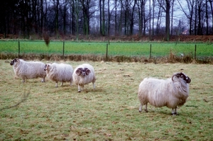 Kerststal03