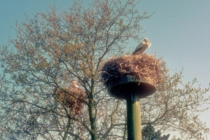 Ooievaar01