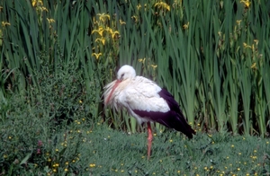 Ooievaar02
