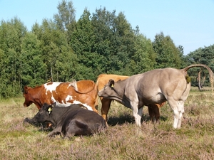 Strijbeekse heide 45