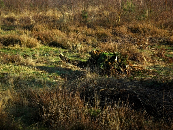 Klein natuurgebied