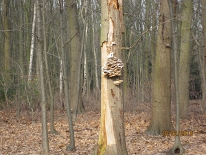 Wandeling Wijnegem 10-2-2013 074