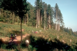 1982 ZwarteWoud06