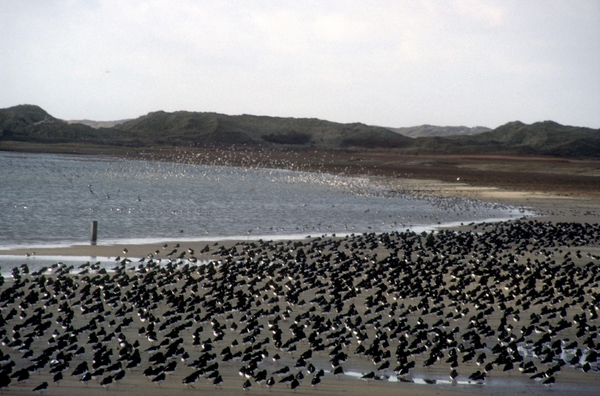 1987 Vlieland12