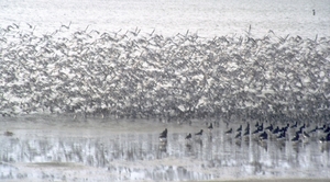 1987 Vlieland14