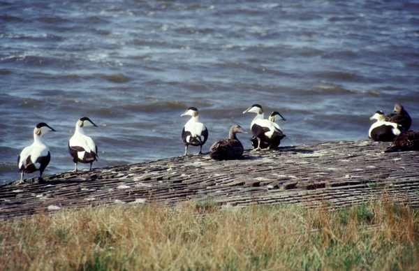 1987 Vlieland15