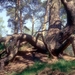 1989 Veluwe03