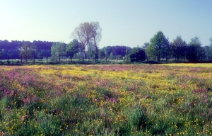 1989 Veluwe13
