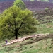 1989 Veluwe21