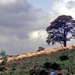 1989 Veluwe22