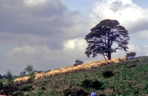 1989 Veluwe22