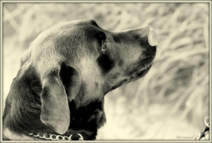 615910_474911625876462_684119395_o