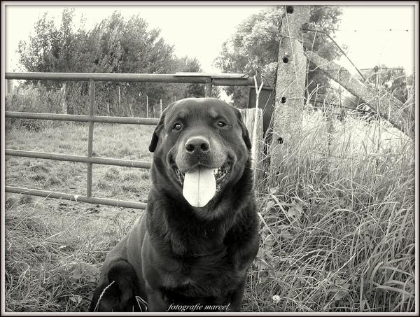 241807_437507766283515_301504144_o