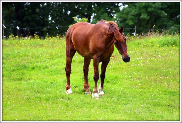 177715_440291619338463_381116085_o