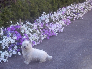 bloemen augustus 2007 004