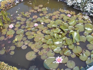 waterlelies