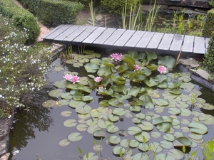 tuintje mei 2007 007