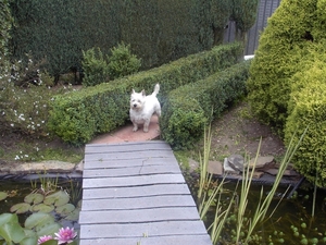 tuintje mei 2007 010