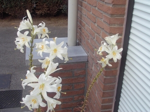 zelfgekweekte bloemen