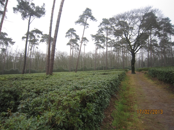 Putte Ravenhof met bosgeuzen 17-2-2013 005