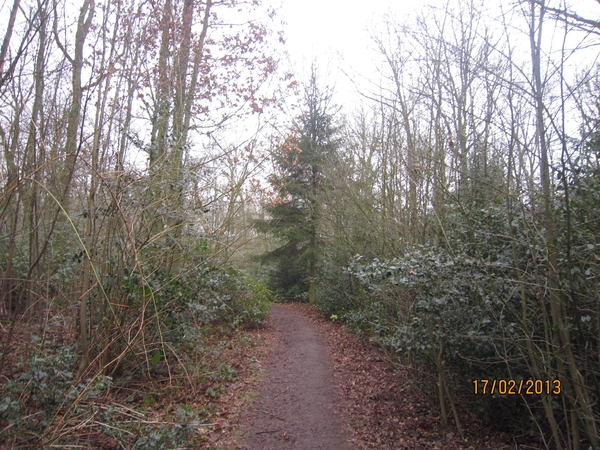 Putte Ravenhof met bosgeuzen 17-2-2013 006