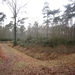 Putte Ravenhof met bosgeuzen 17-2-2013 011