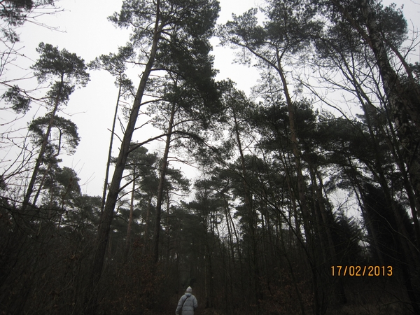 Putte Ravenhof met bosgeuzen 17-2-2013 014