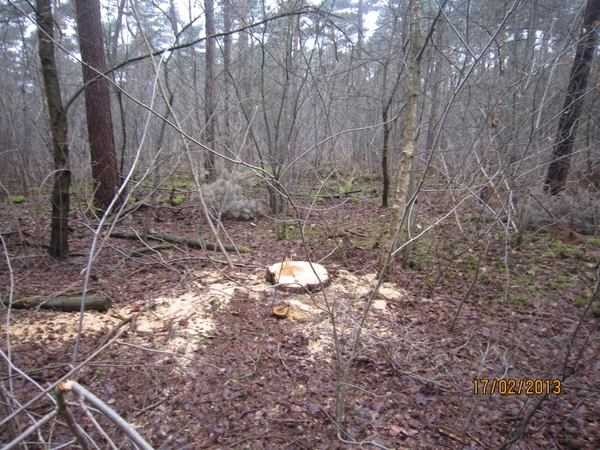 Putte Ravenhof met bosgeuzen 17-2-2013 018