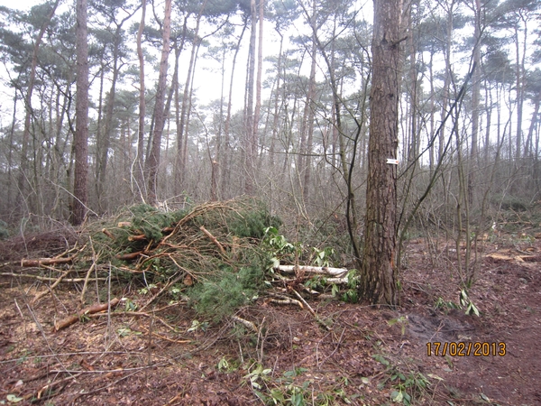 Putte Ravenhof met bosgeuzen 17-2-2013 019