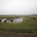 Putte Ravenhof met bosgeuzen 17-2-2013 030