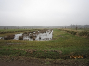 Putte Ravenhof met bosgeuzen 17-2-2013 030