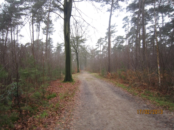 Putte Ravenhof met bosgeuzen 17-2-2013 039