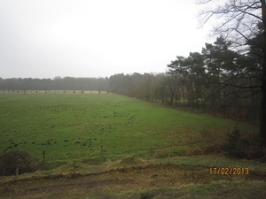 Putte Ravenhof met bosgeuzen 17-2-2013 044