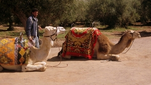 IMG_b Marokko Rabat 0008
