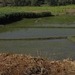 rijstplantages