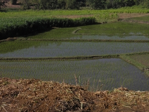rijstplantages
