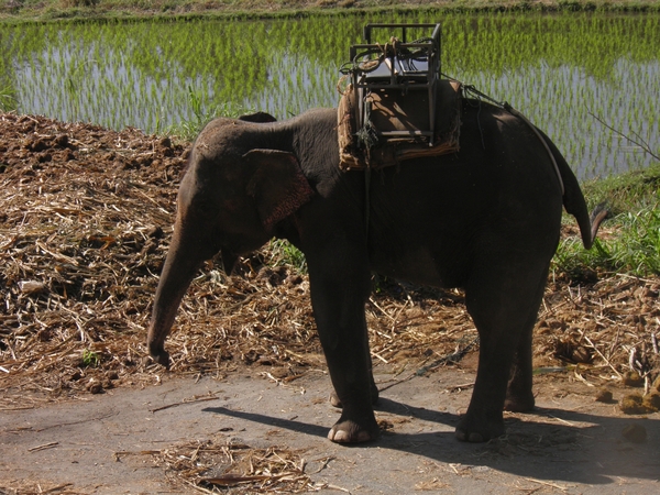 onze olifant waarmee we onze weg verder gaan zetten