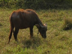 nen buffel of zoiets