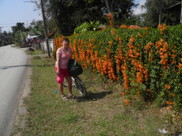 bloemen langs de weg