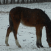 Kleine Struisbeekwandeling 006