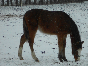 Kleine Struisbeekwandeling 006