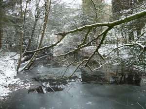 Overmere Februari 2013 030