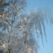 22 dec. natuur 2007 (4)