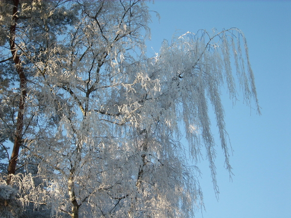 22 dec. natuur 2007 (4)