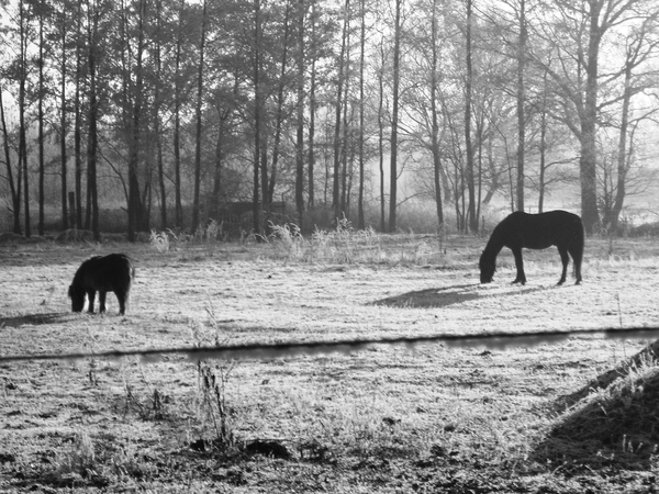 22 dec. natuur 2007 (19)