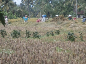 bali en lombok 125