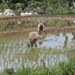 bali en lombok 130