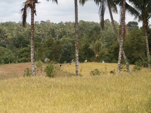 bali en lombok 136