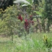bali en lombok 209